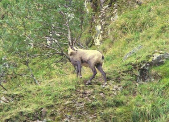 Hotel Restaurant Wolf Markstein Eksteriør bilde